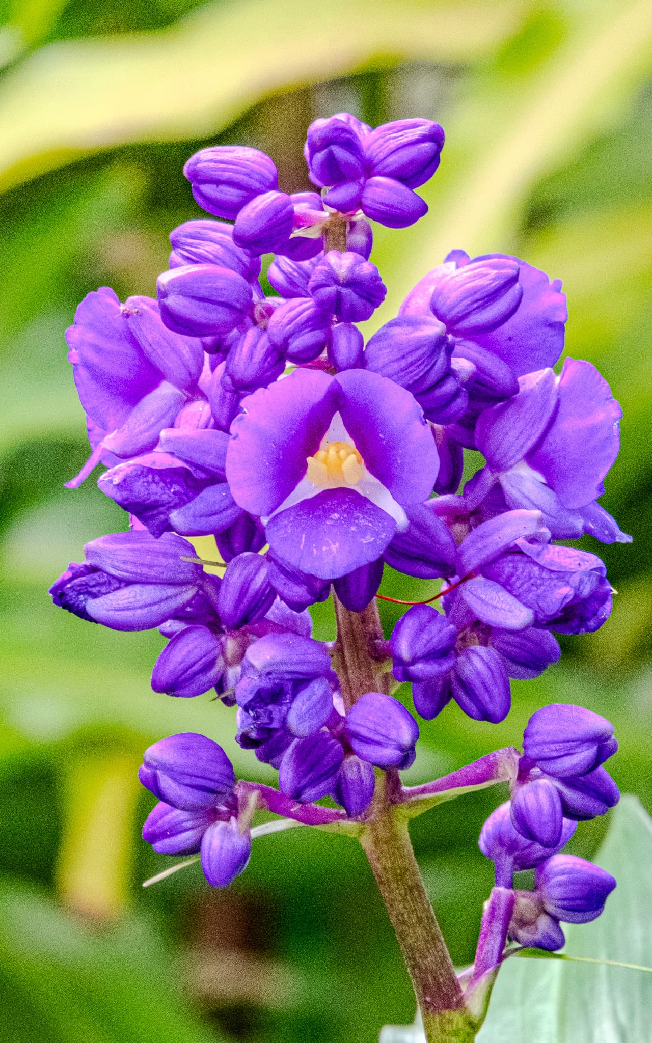 Purple blue ginger flowers against green leaves