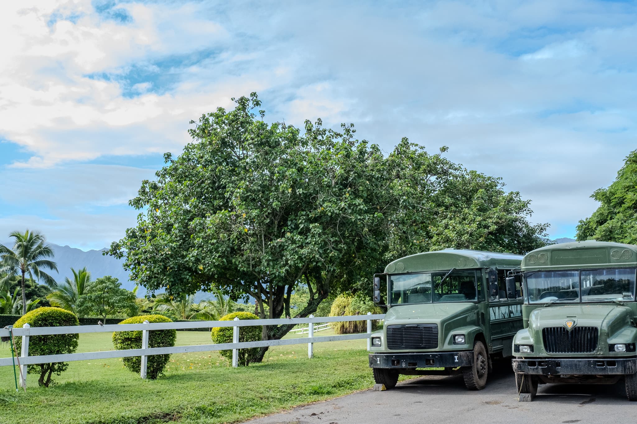 Green tour trucks parked beneath a shade tree