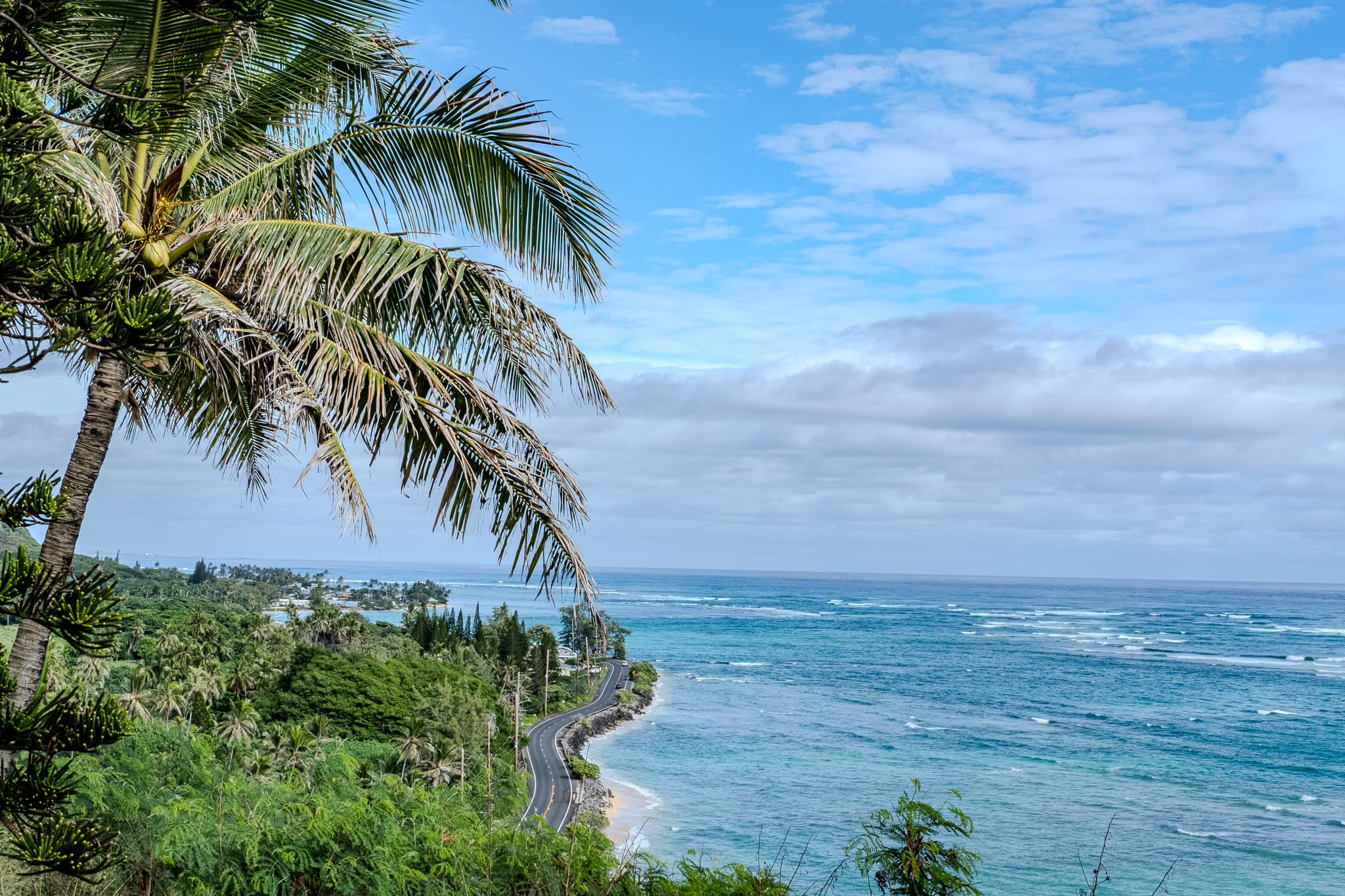 Palm tree above a winding coastal road