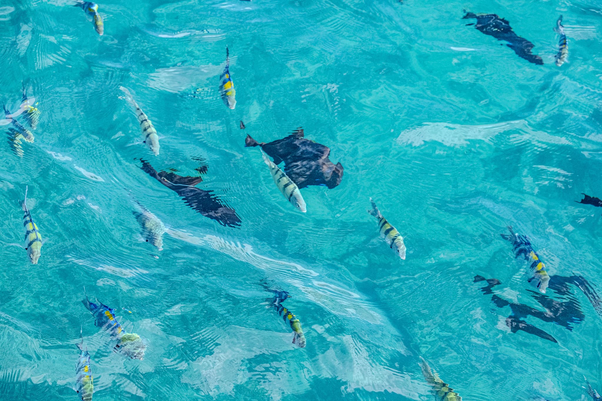 Tropical fish swimming in turquoise water