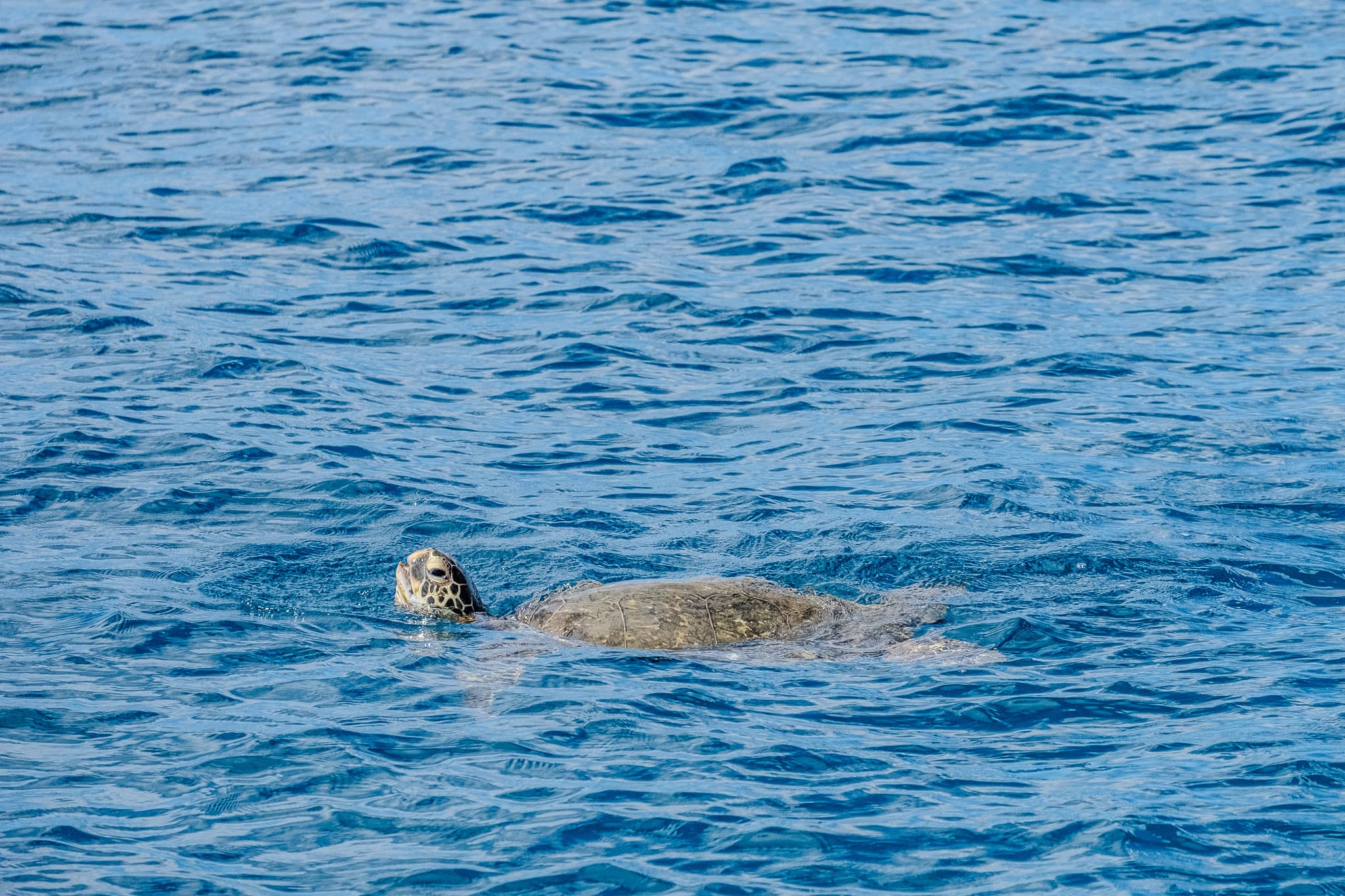 Sea turtle surfacing in open blue water
