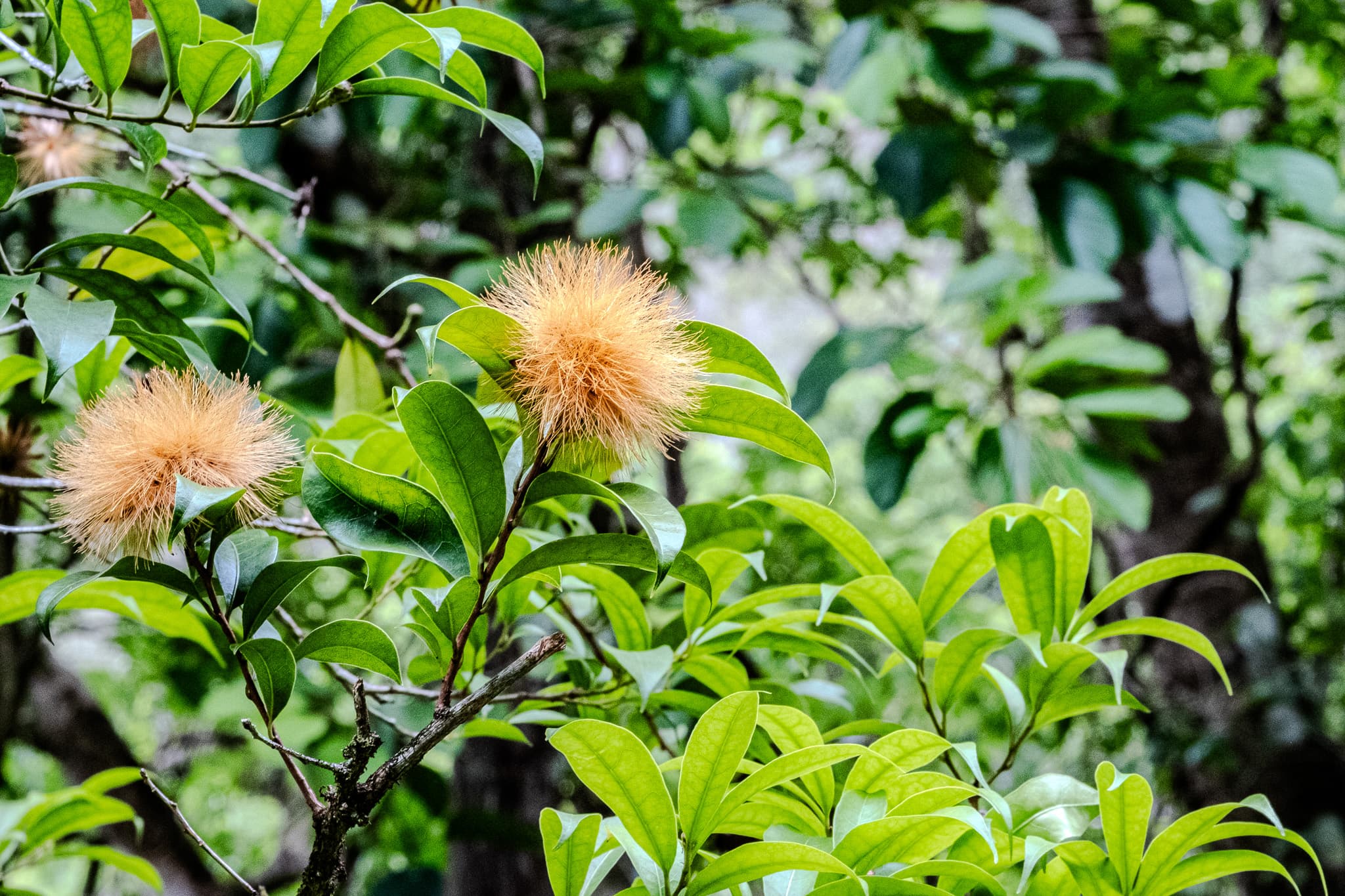 Rose apple blossoms among glossy green leaves