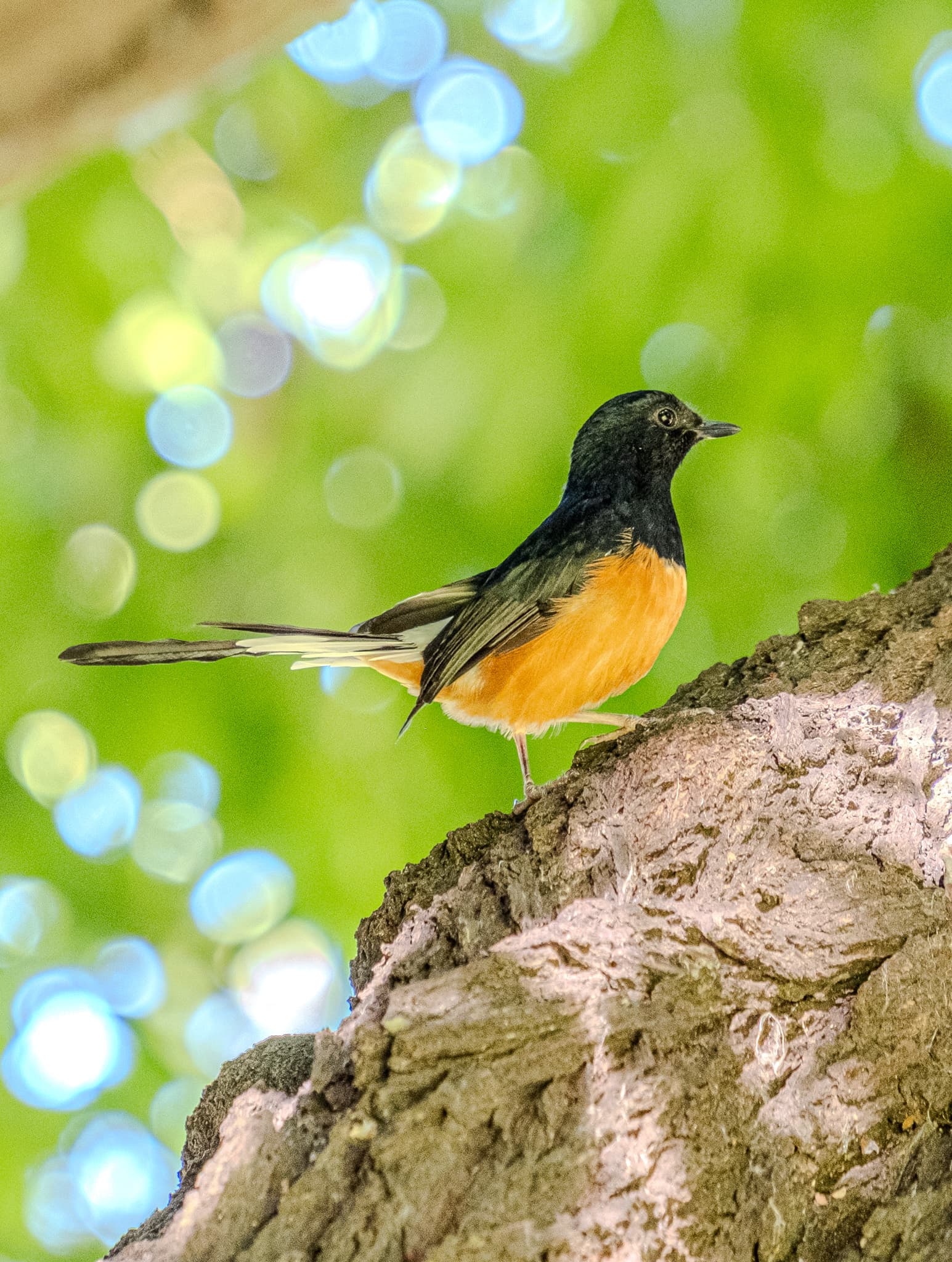 White-rumped shama perched on a tree trunk