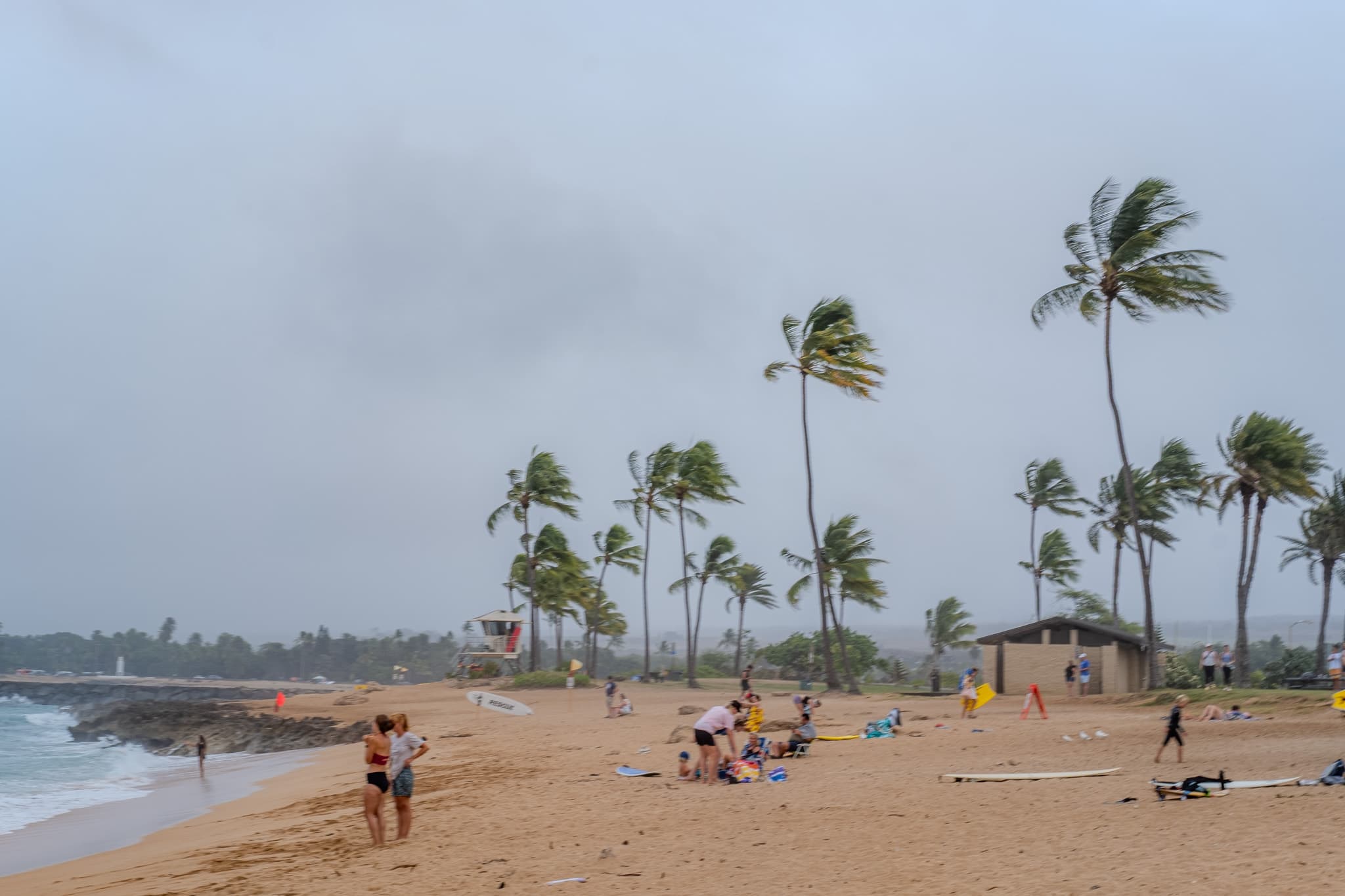Wind-blown palm trees over a sandy beach