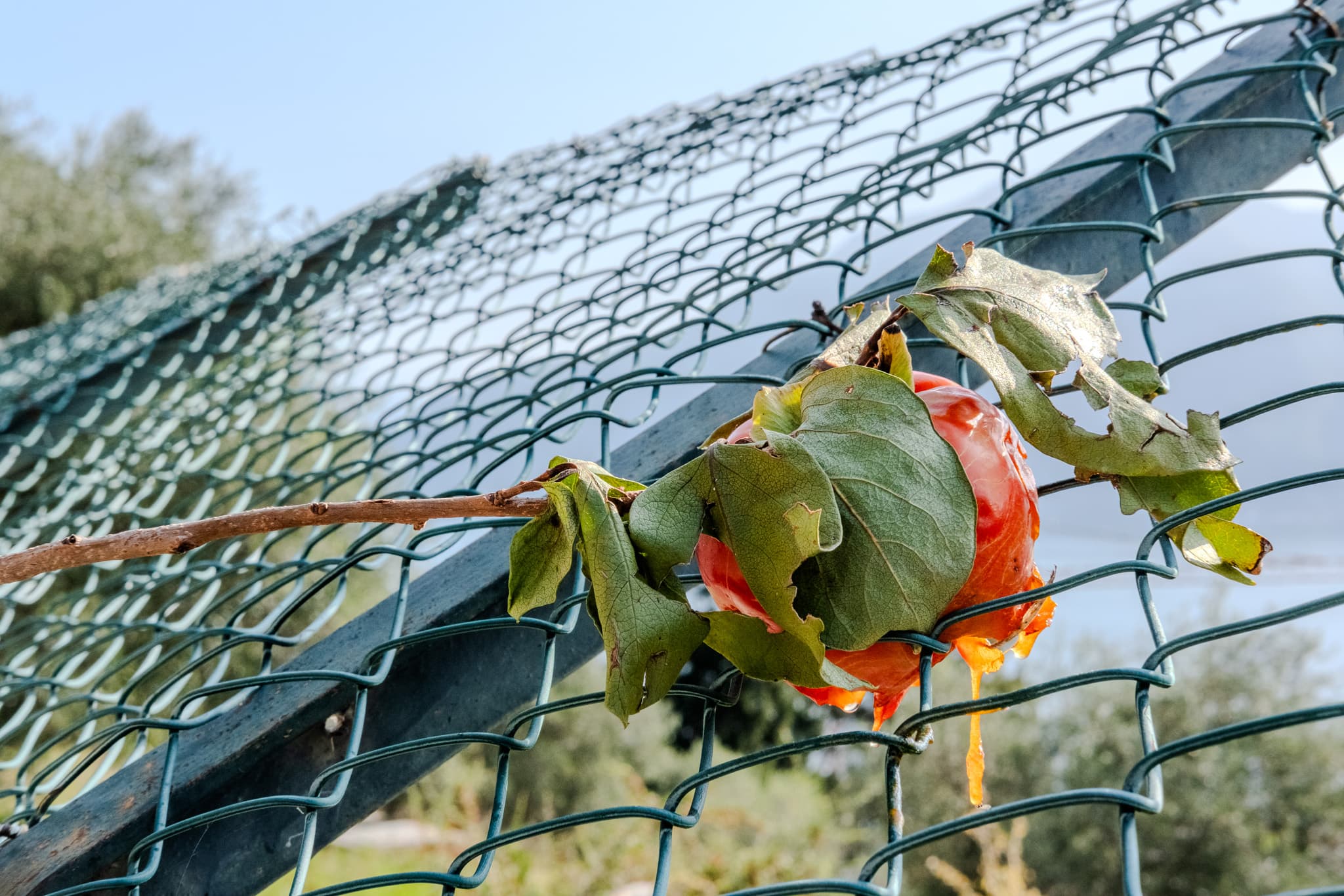 Faded rose caught in a chain-link fence