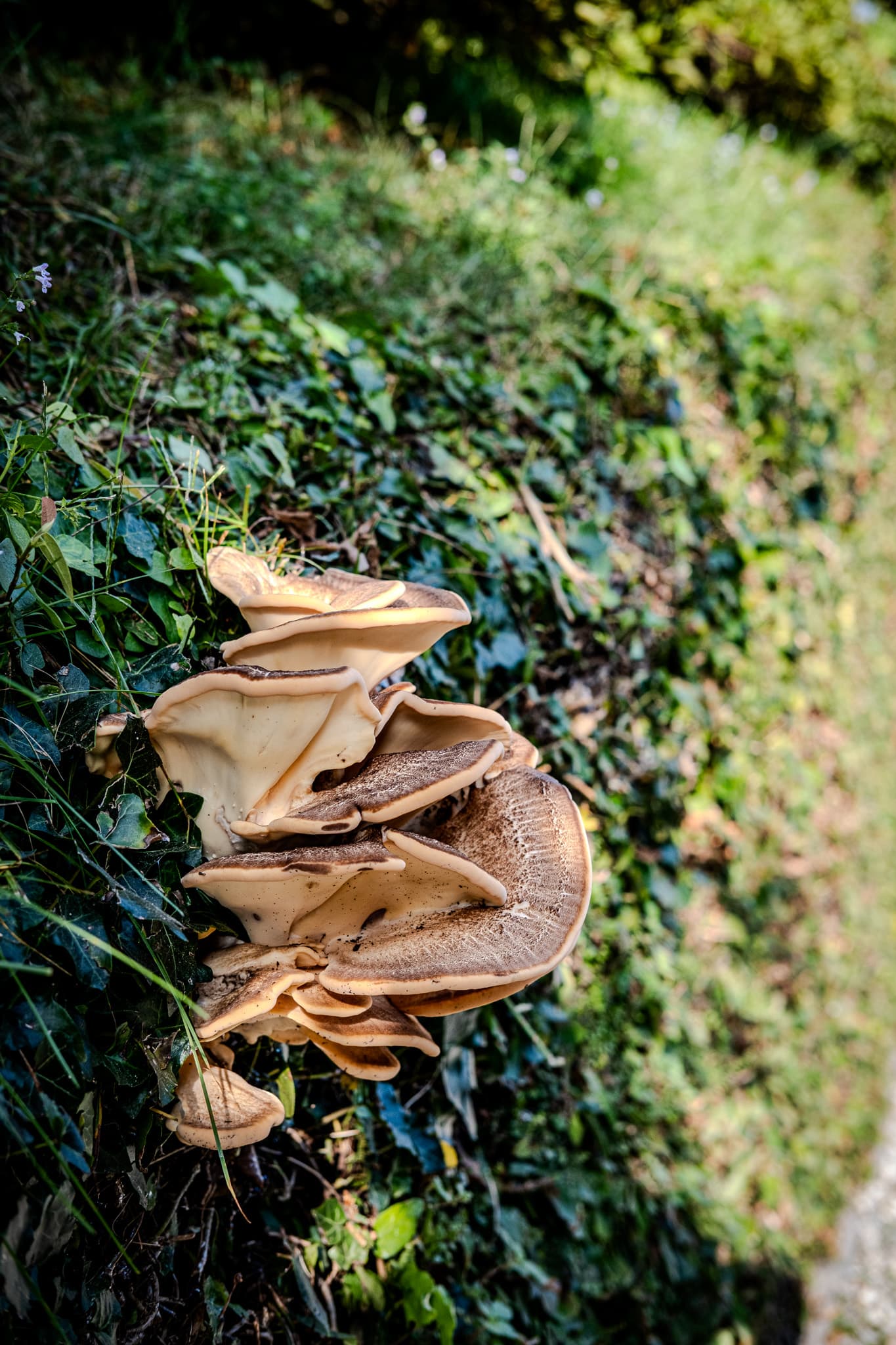 Shelf mushrooms growing from an ivy-covered bank
