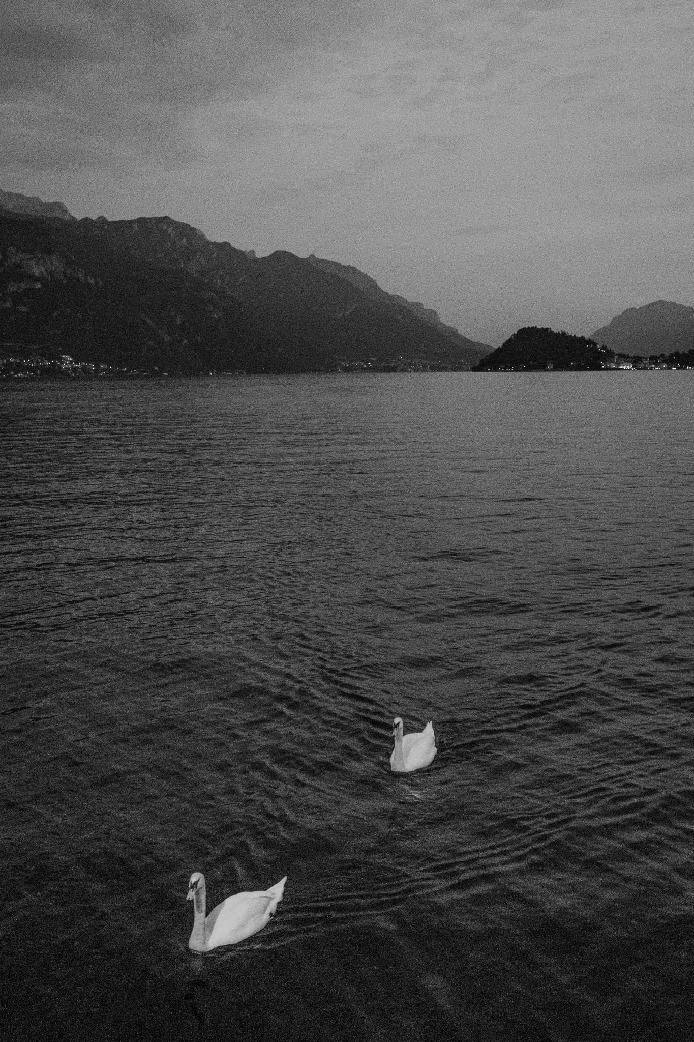 Two swans on dark water below the mountains