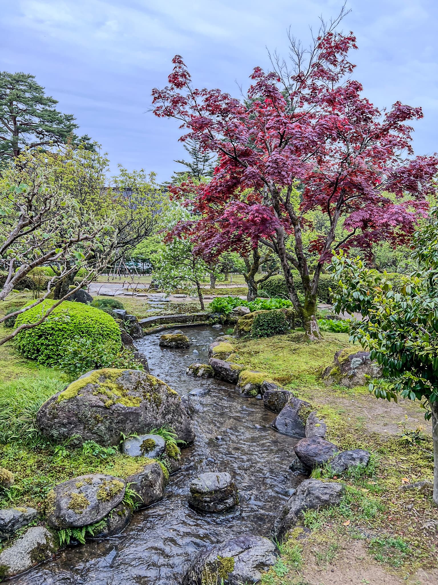 Stream through a Japanese garden with a red maple