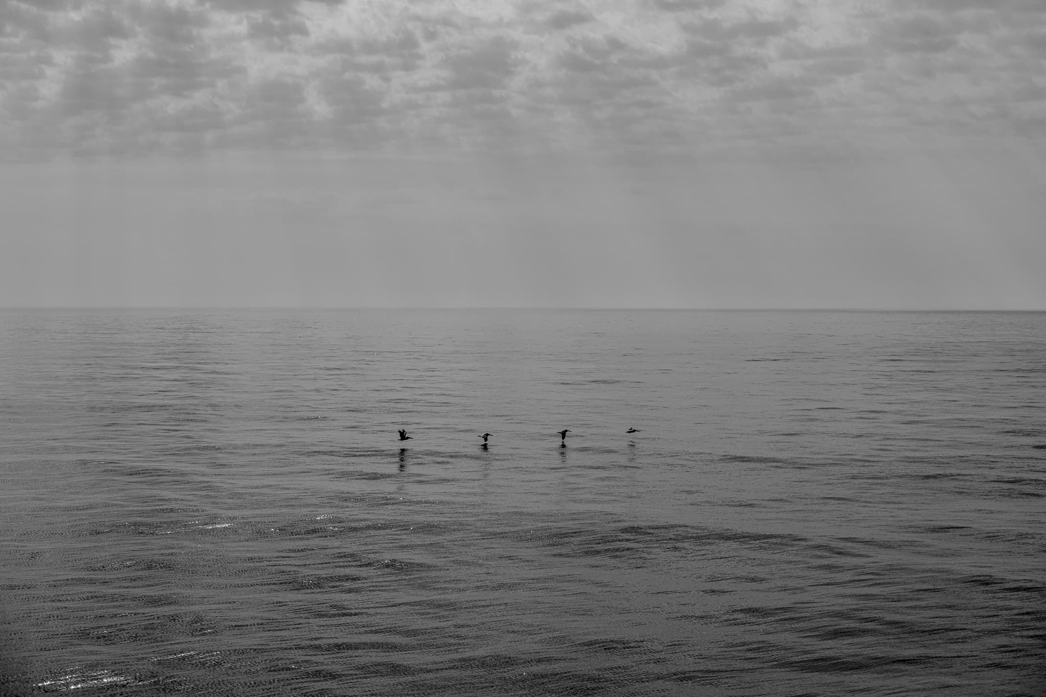 Birds flying over a calm gray sea