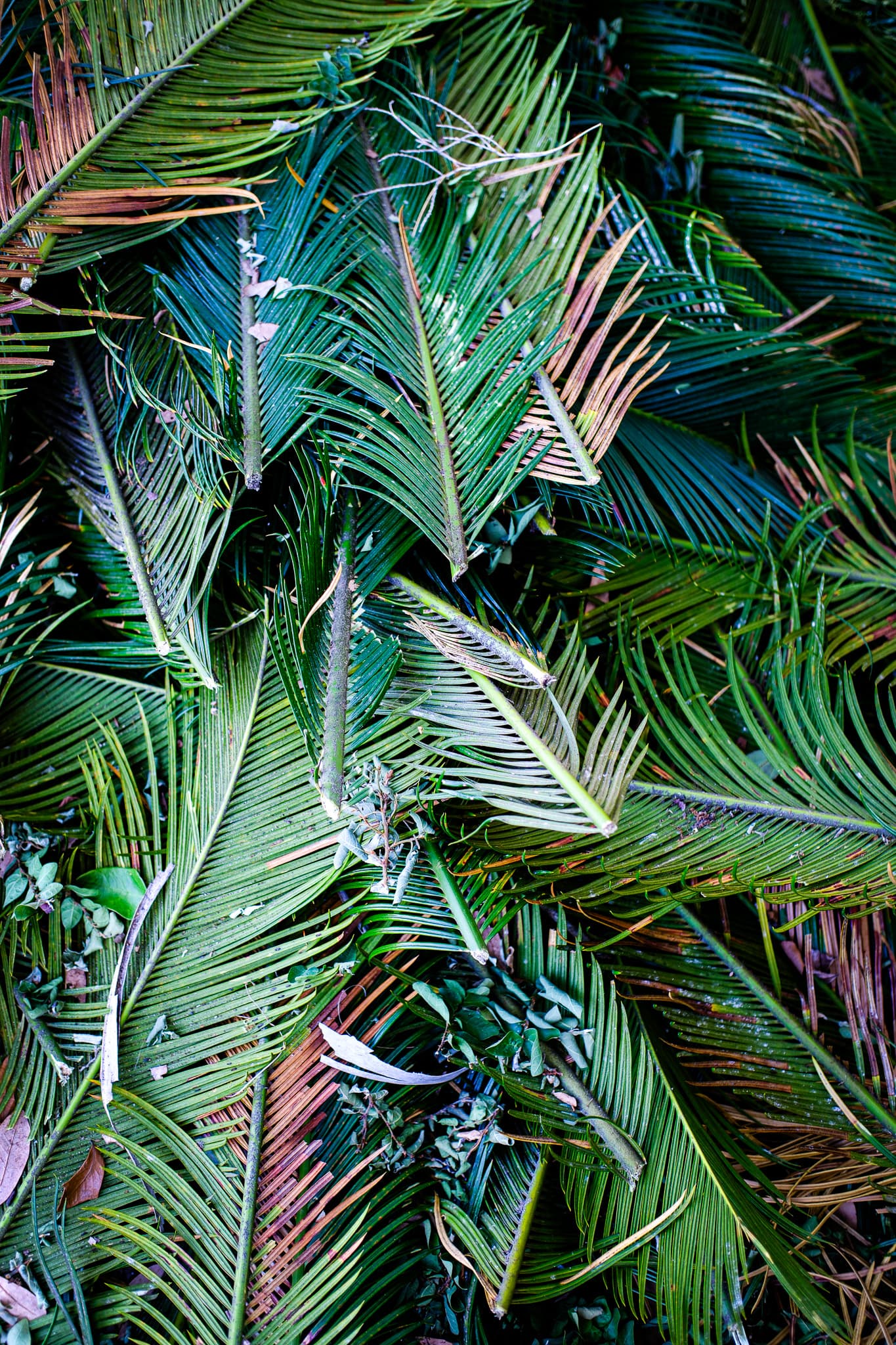 Layered palm fronds