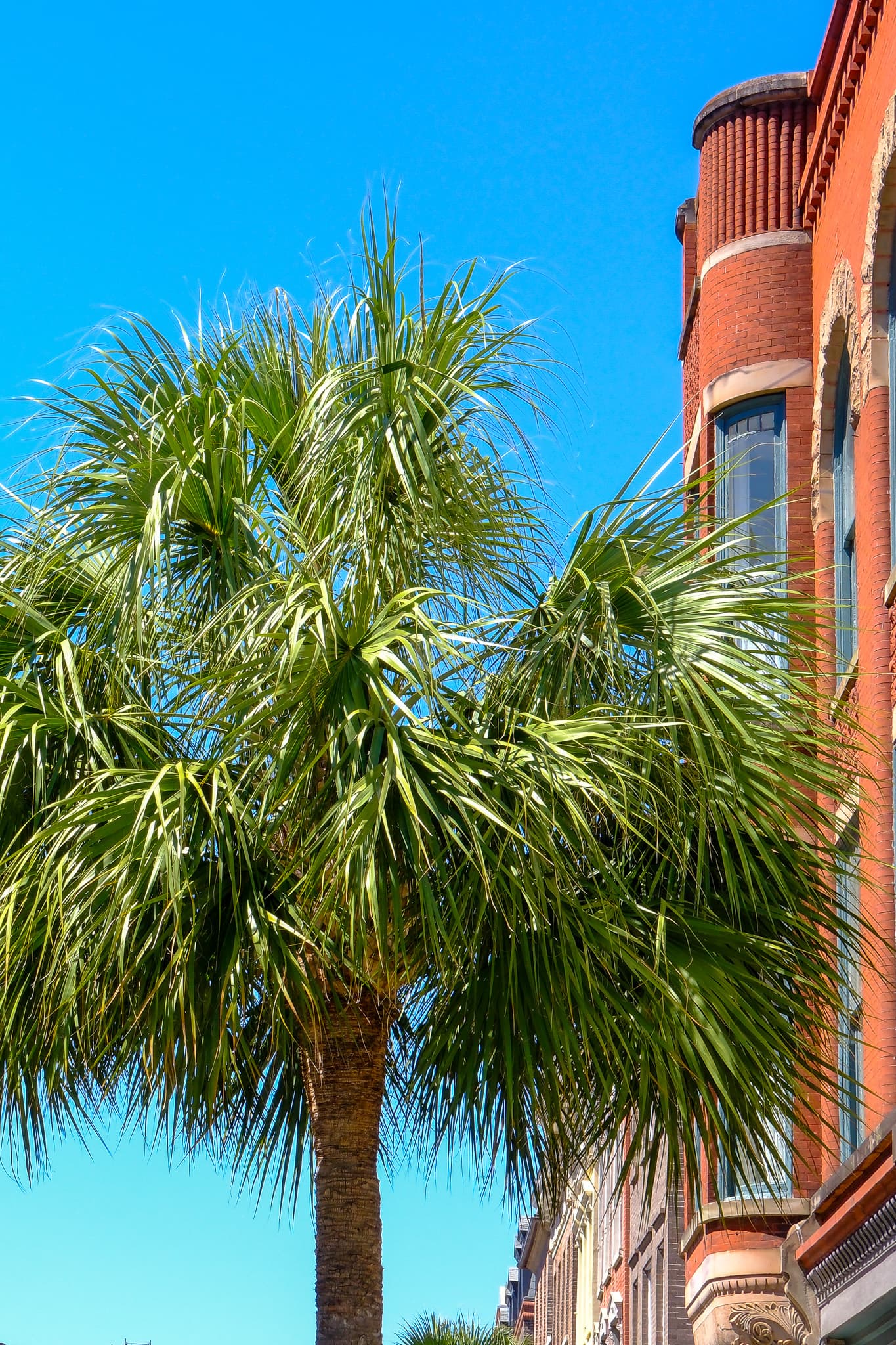 Palmetto tree beside a red brick building