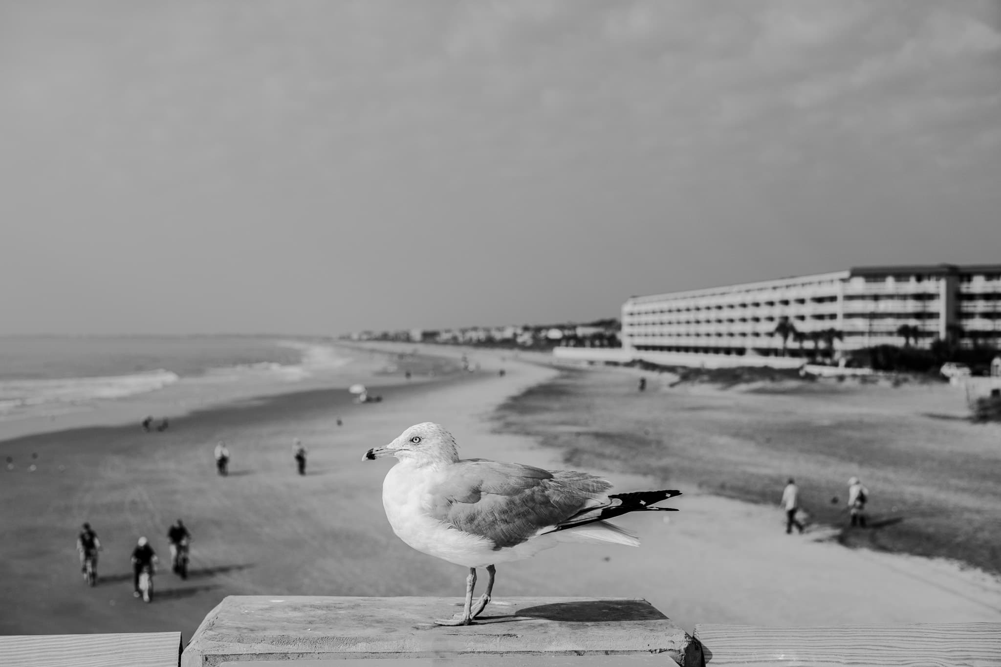 Seagull watching over a beach