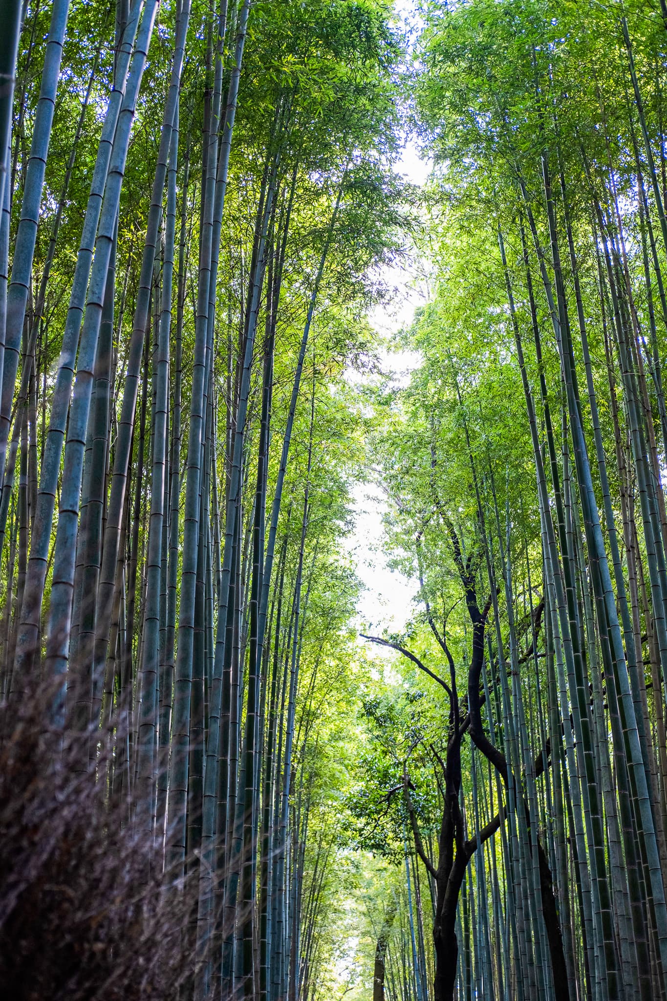 Looking up through a bamboo forest
